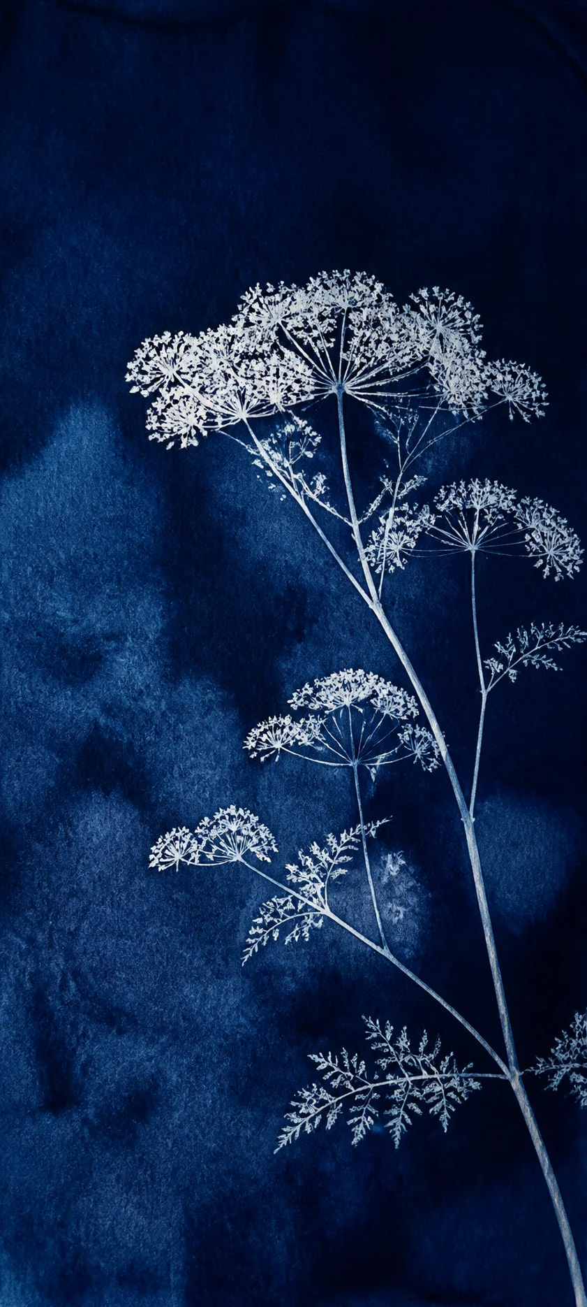 Chromatic Studio Botanical Cyanotype