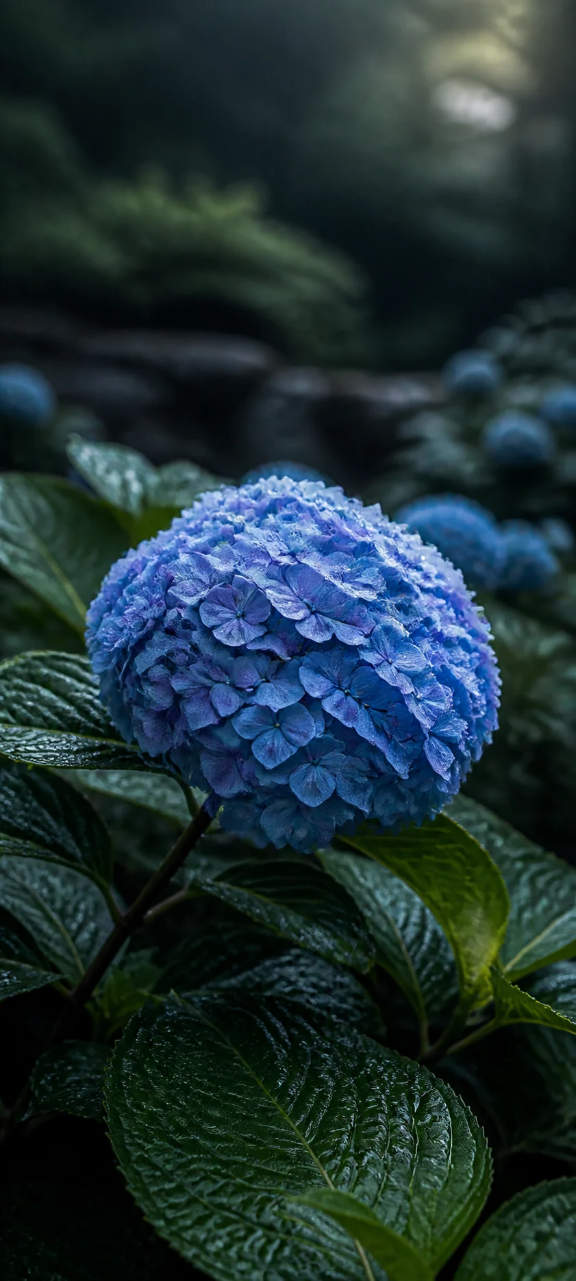 Blue Hydrangea After Rain