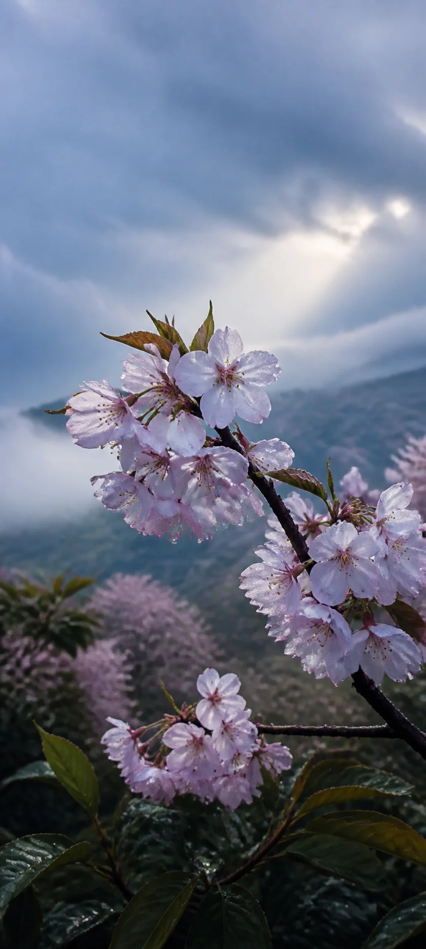 Cherry Blossom After Rain