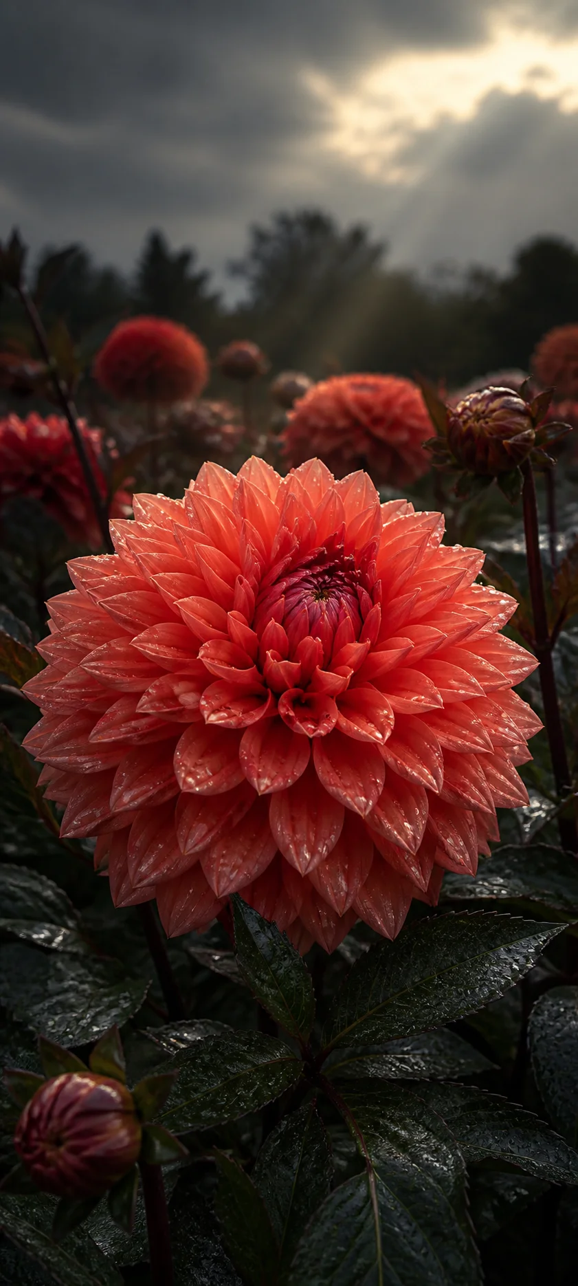 Coral Dahlia After Rain