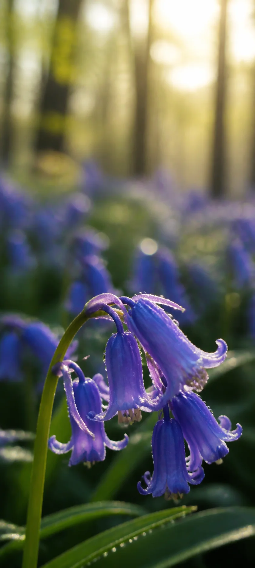 Dew Kissed Bluebell Macro