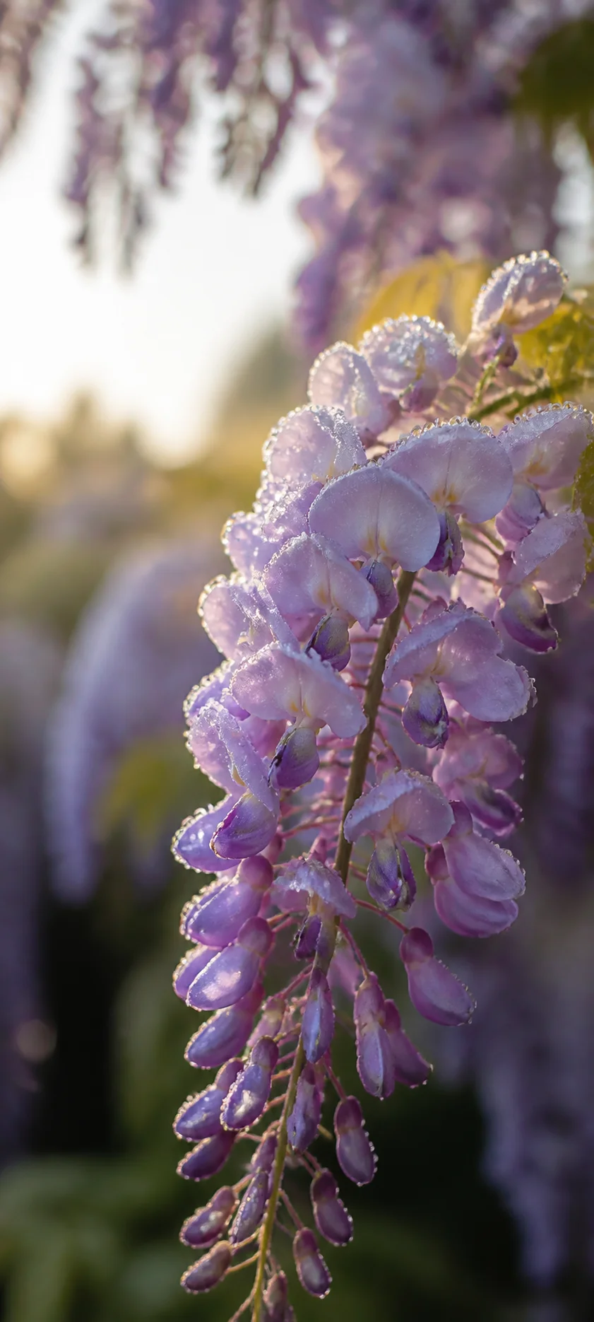 Dew Kissed Purple Wisteria Macro