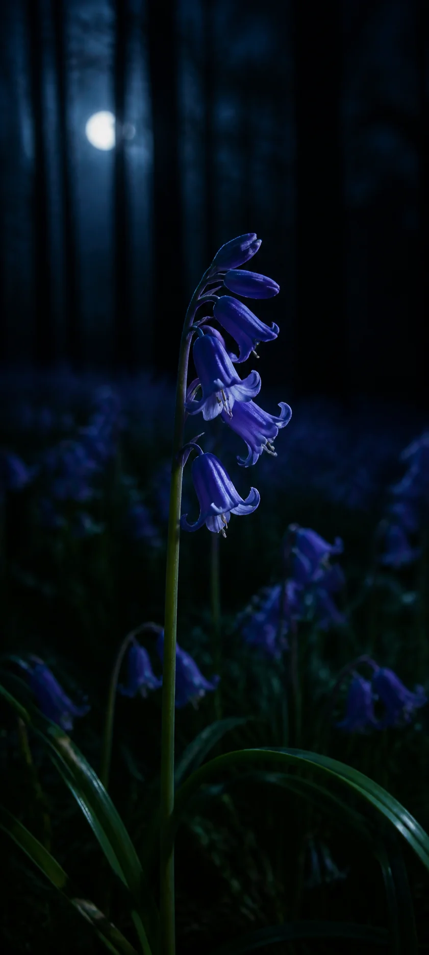 Moonlit Bluebell