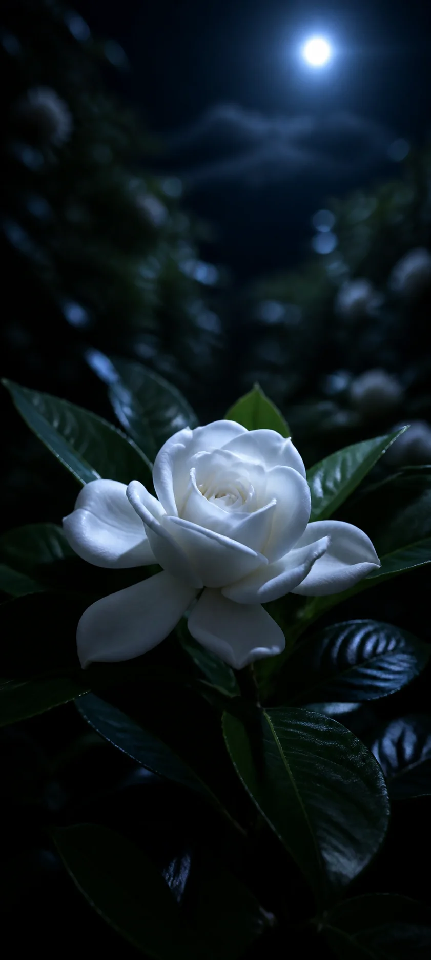 Moonlit Gardenia