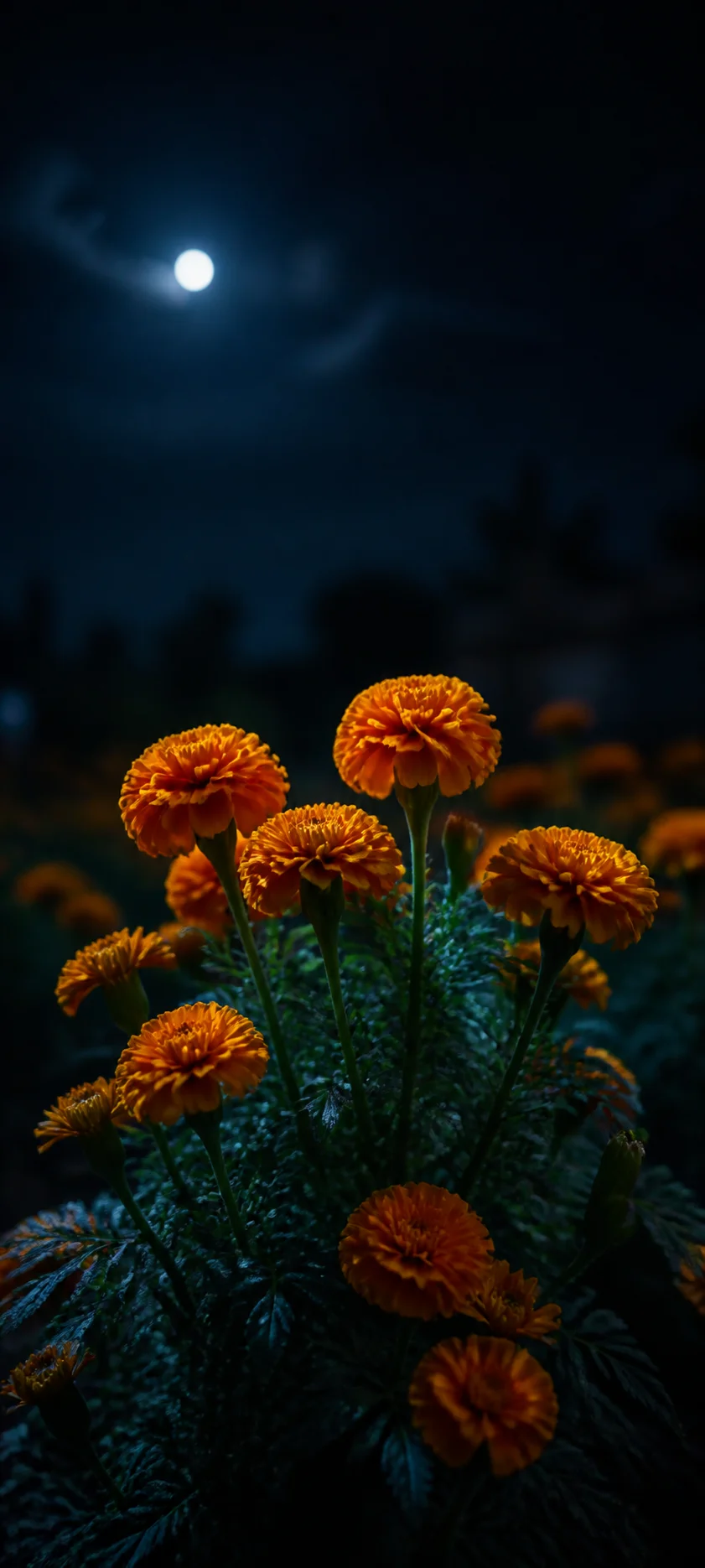 Moonlit Golden Marigold