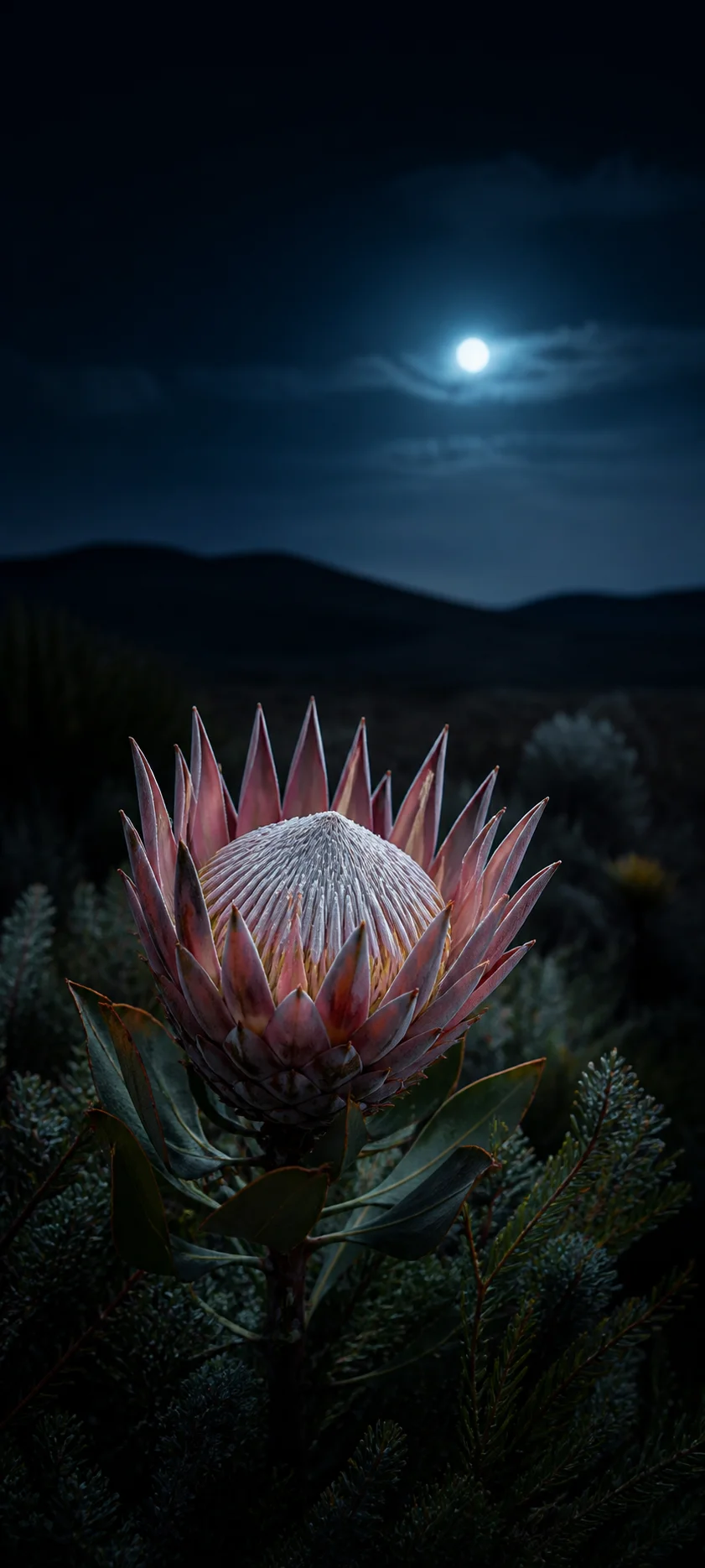 Moonlit King Protea