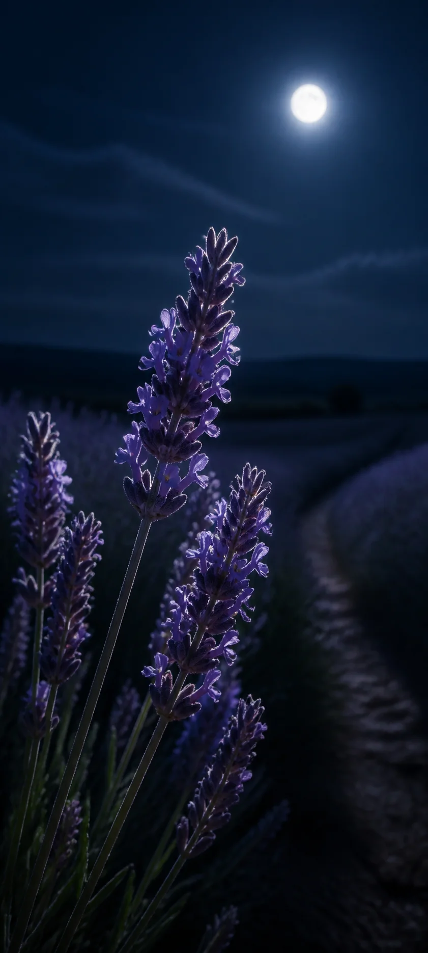 Moonlit Lavender