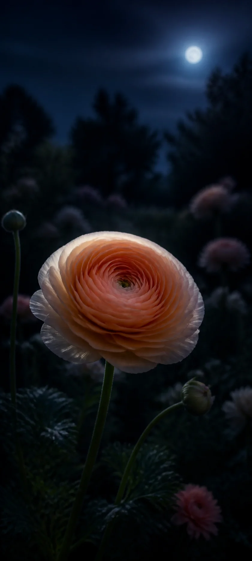 Moonlit Peach Ranunculus