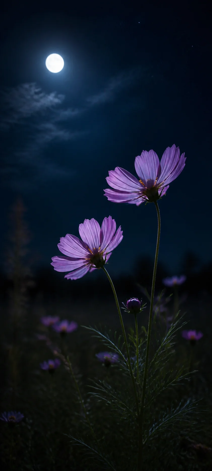 Moonlit Pink Cosmos