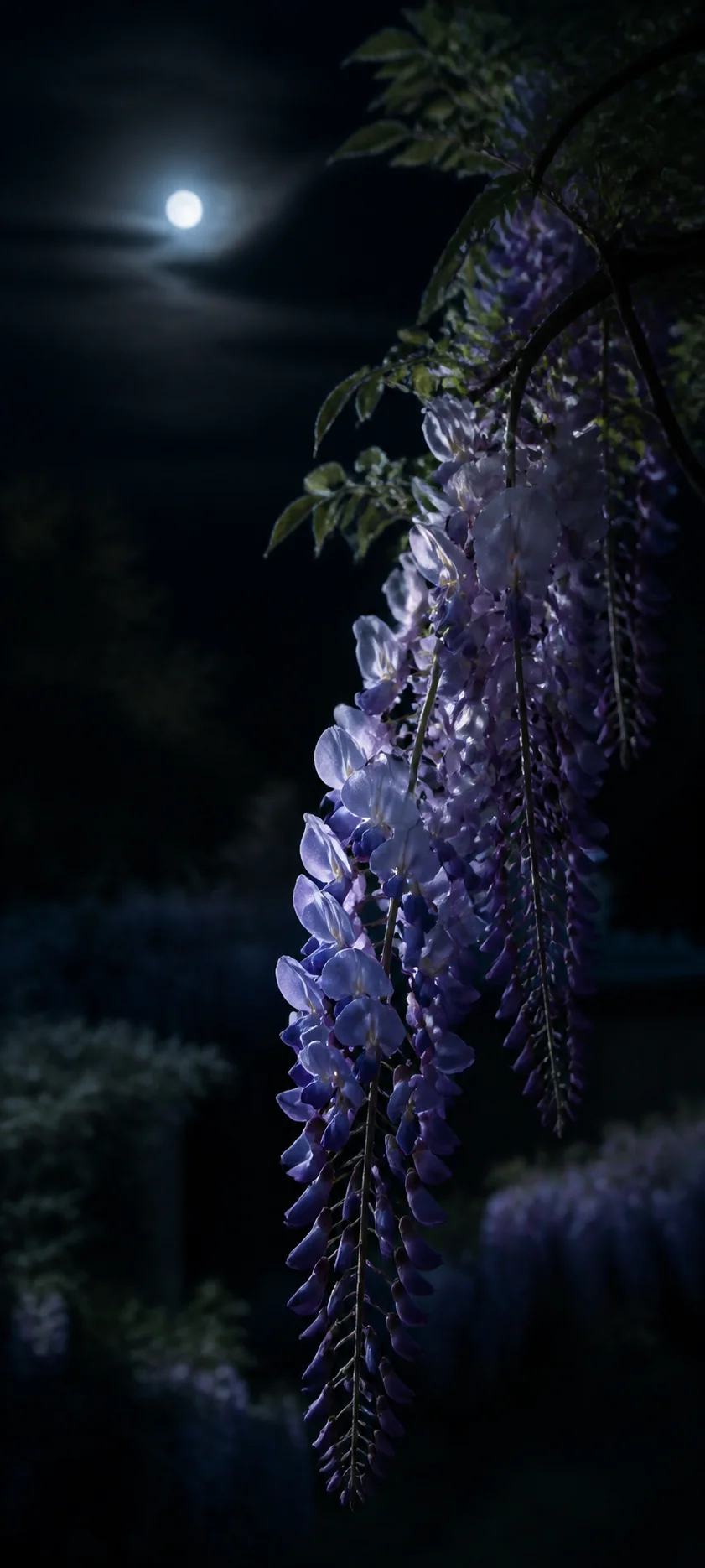 Moonlit Purple Wisteria