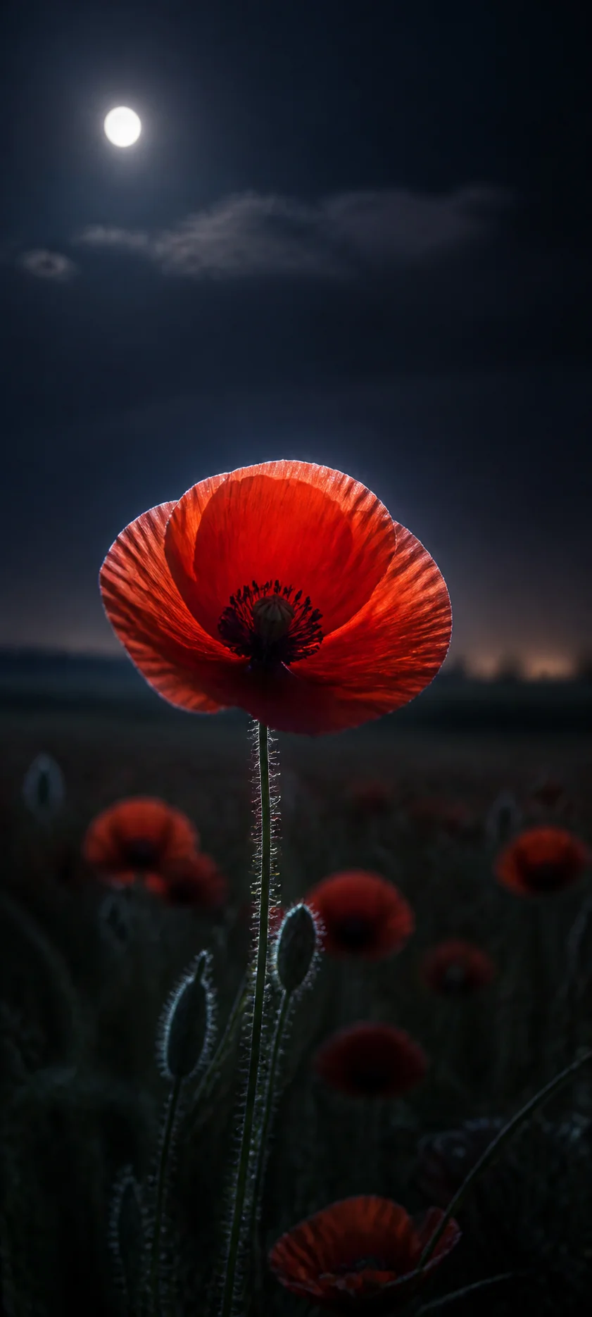 Moonlit Red Poppy