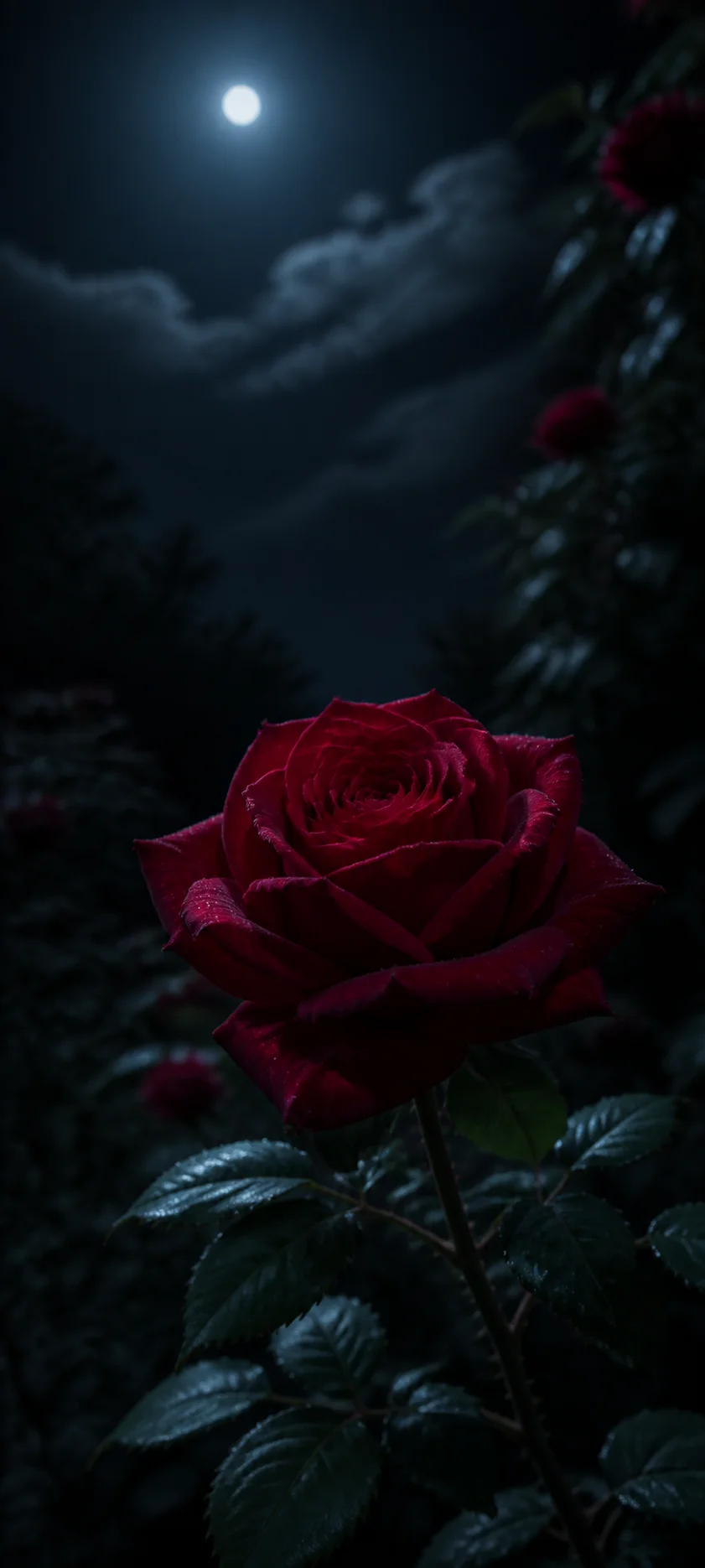 Moonlit Red Rose