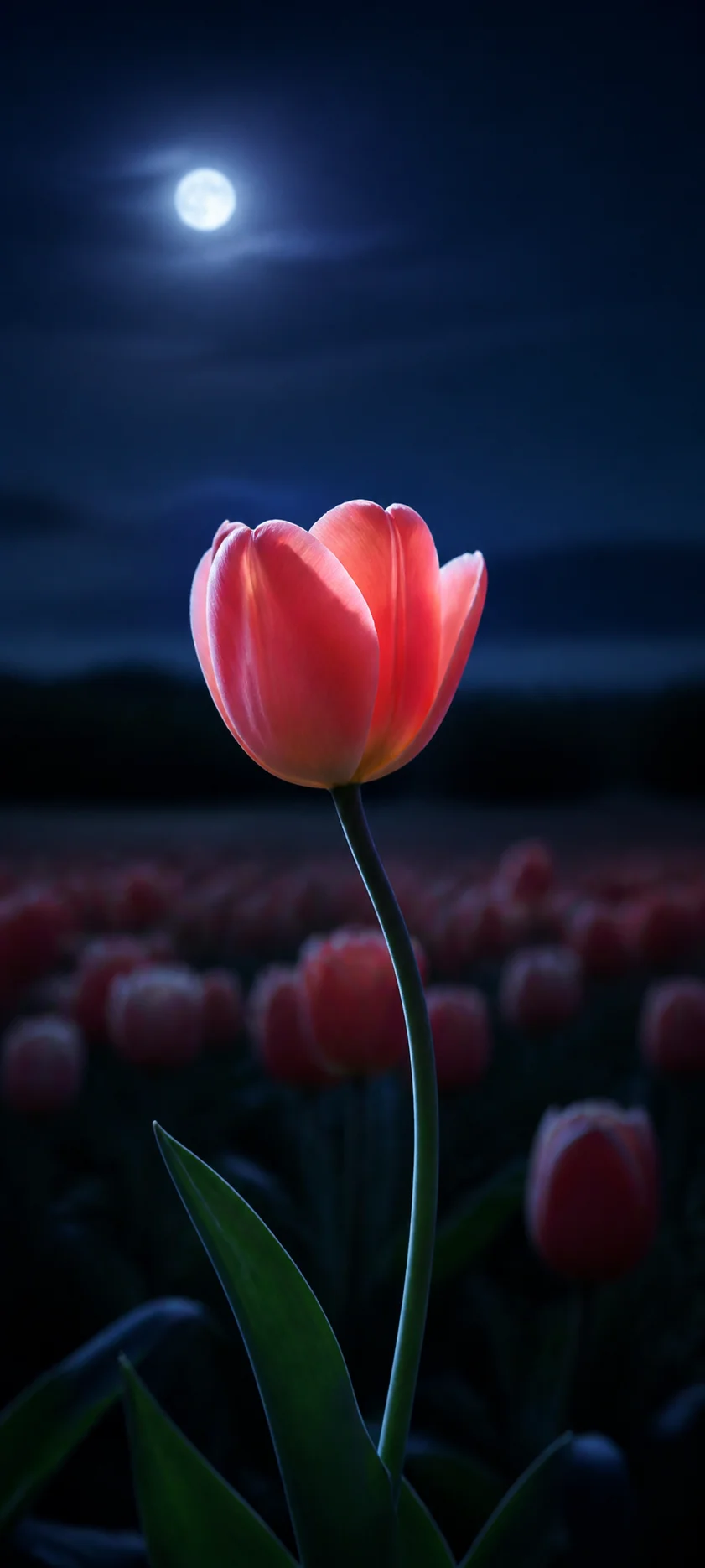 Moonlit Tulip