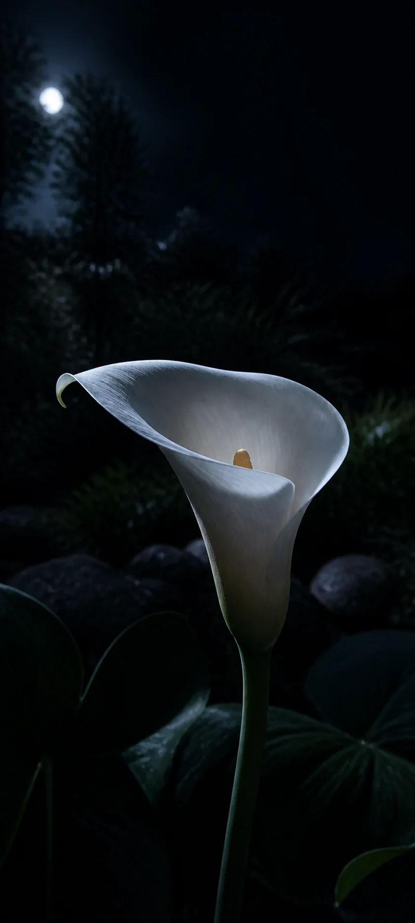 Moonlit White Calla Lily