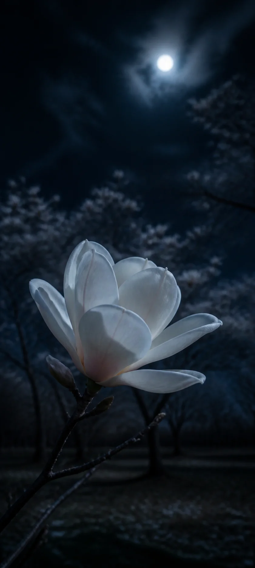 Moonlit White Magnolia