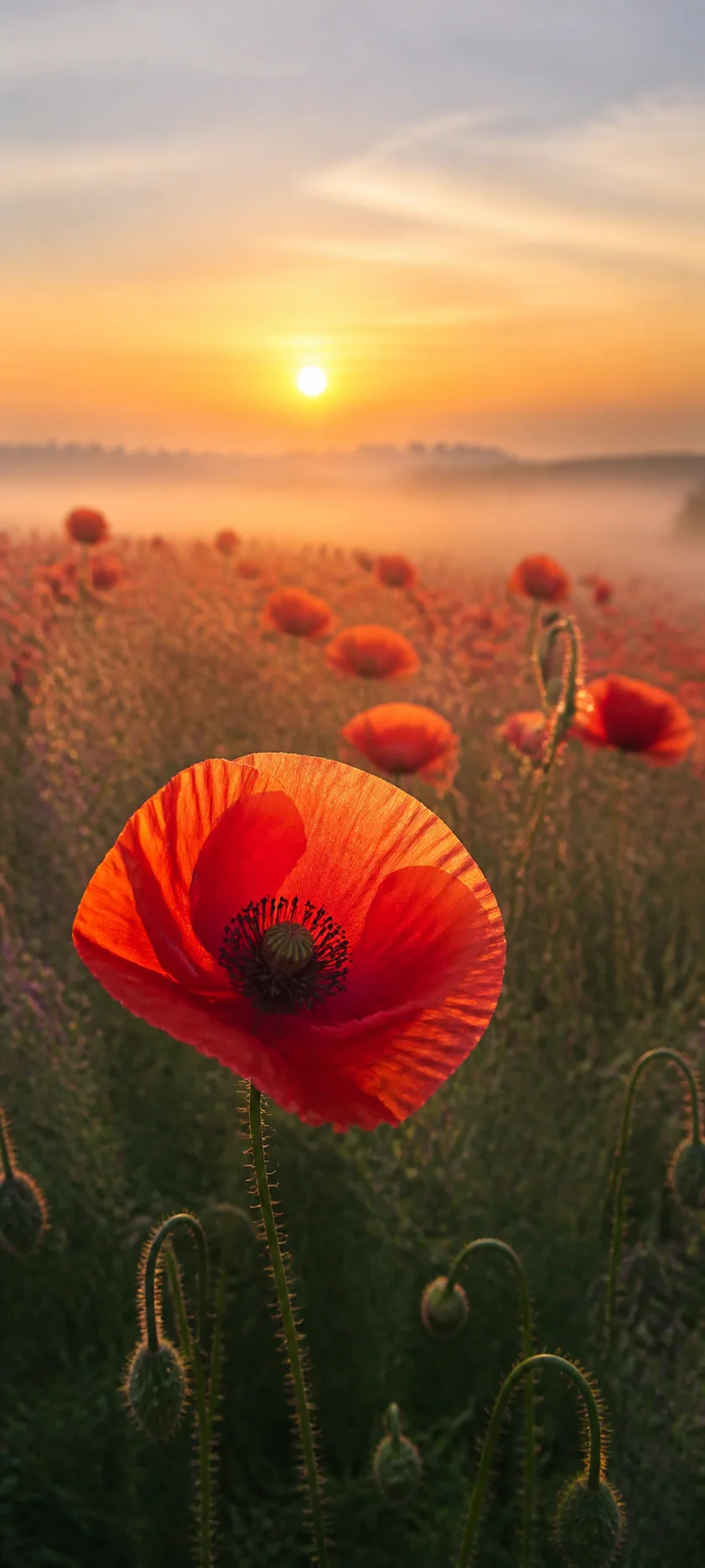 Red Poppy Golden Habitat