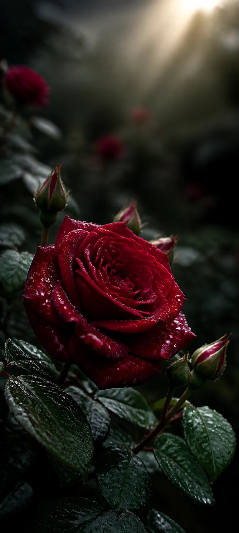 Red Rose After Rain