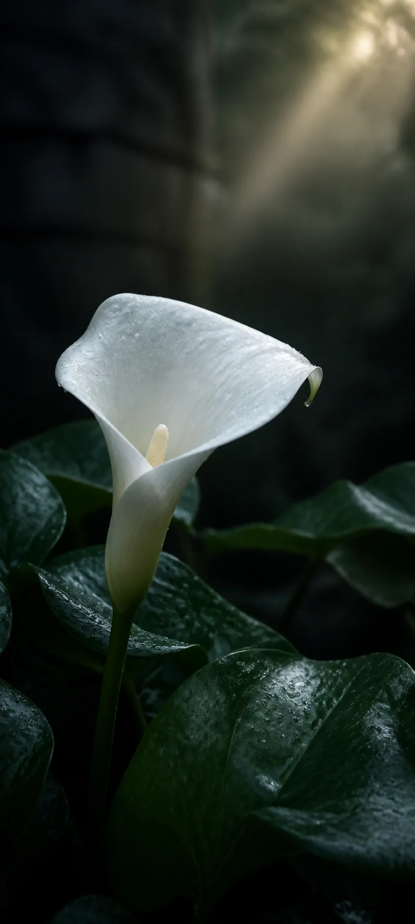 White Calla Lily After Rain