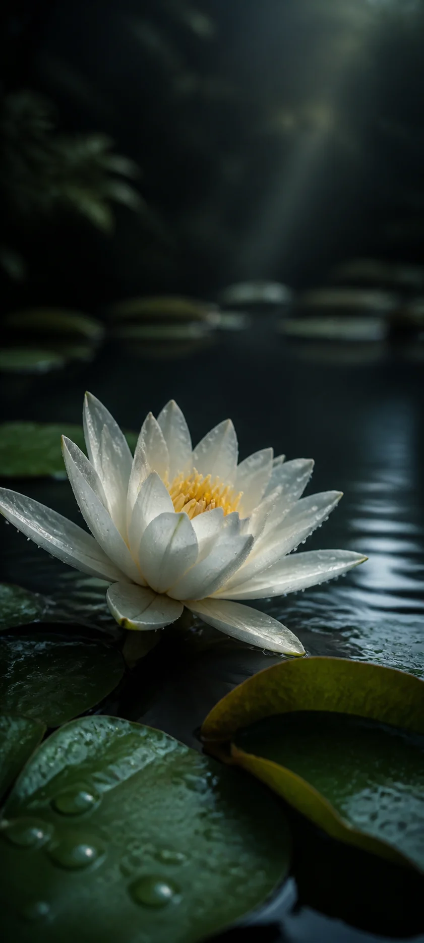 White Water Lily After Rain