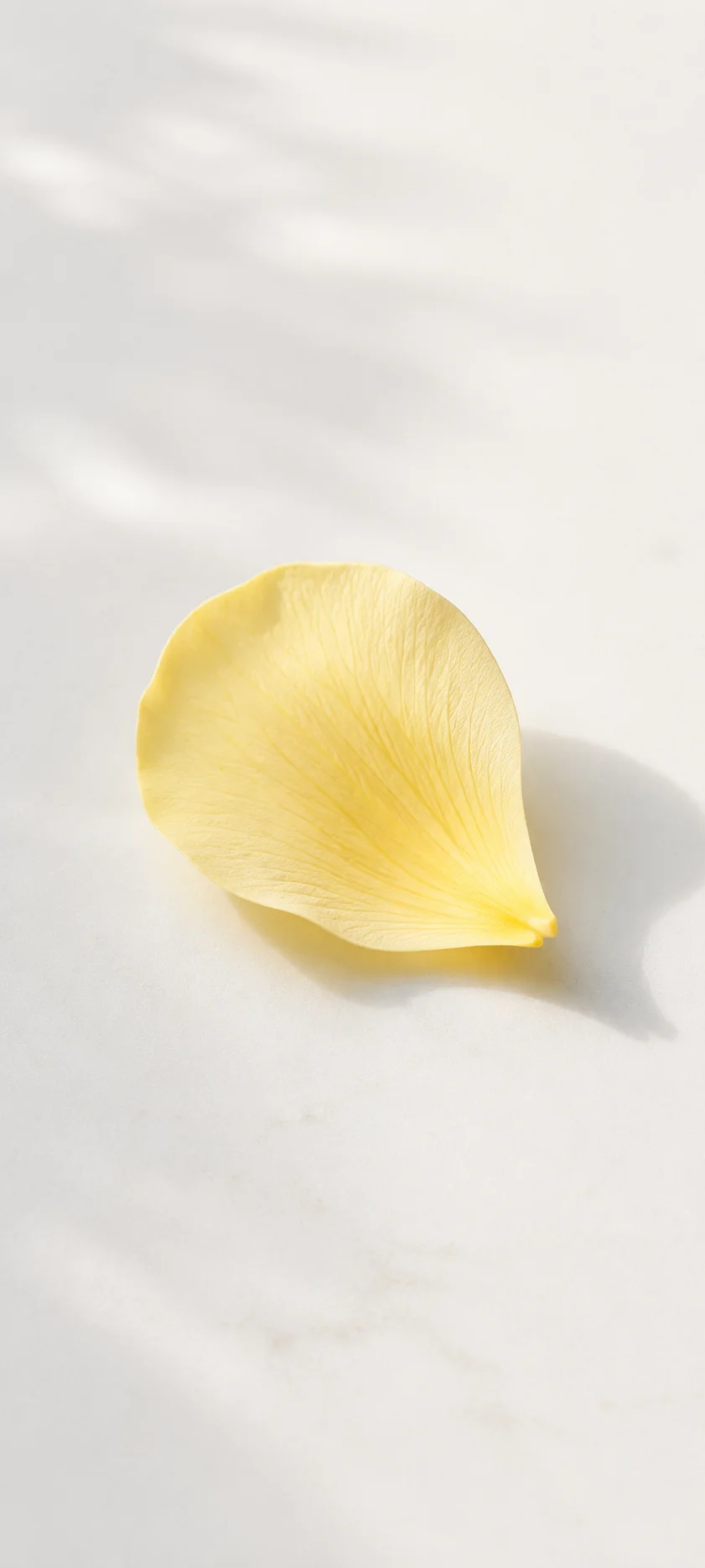 Pale Yellow Petal On White