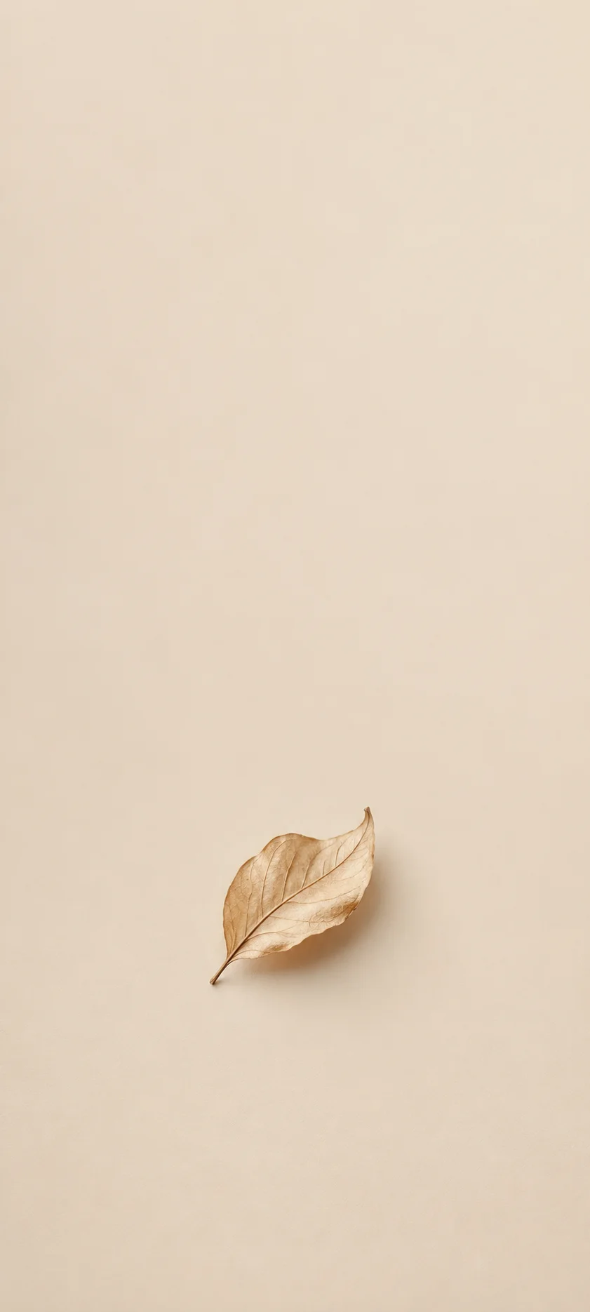 Single Dried Leaf On Beige