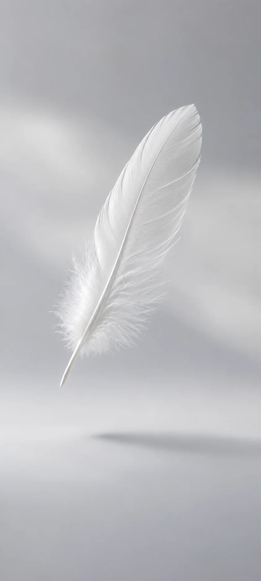 White Feather Floating Grey