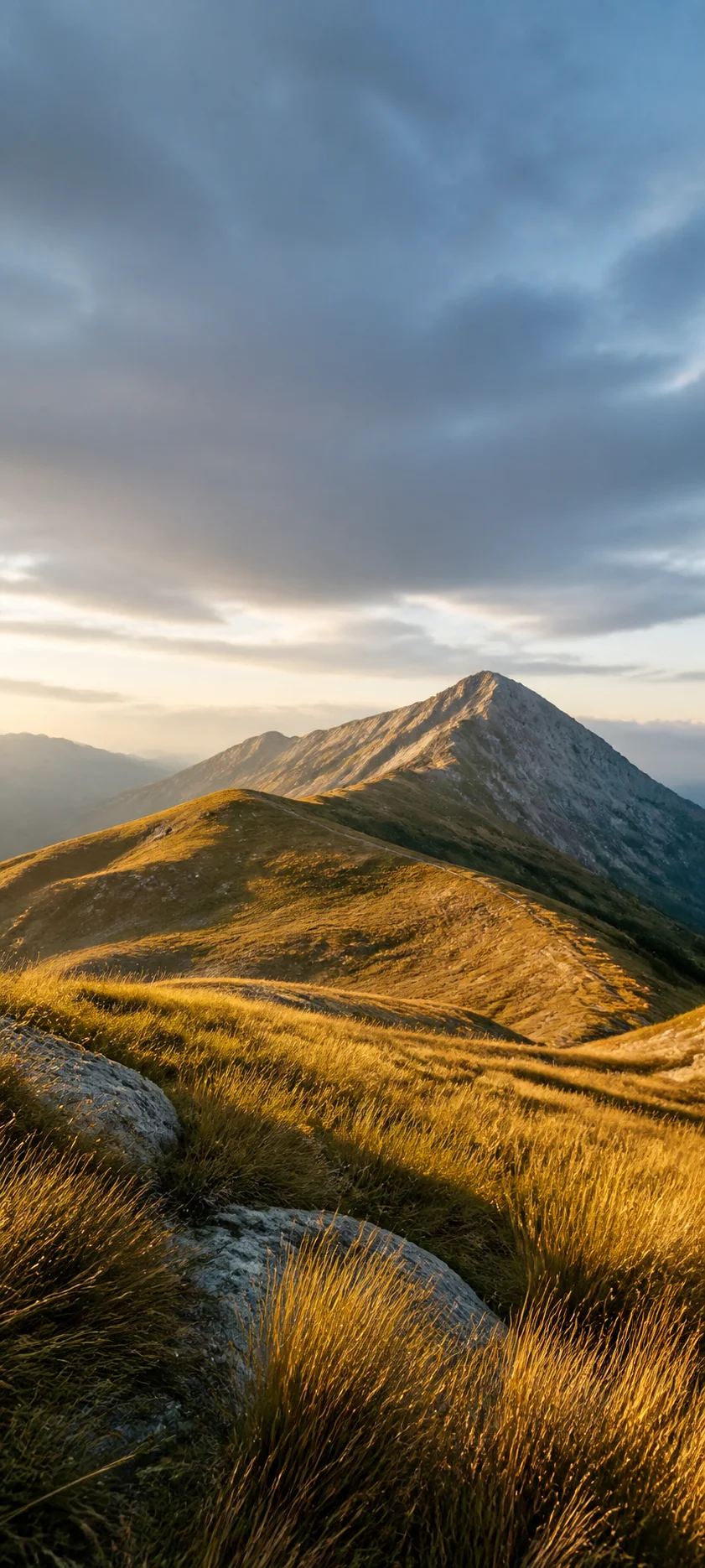 Golden Highland Grass