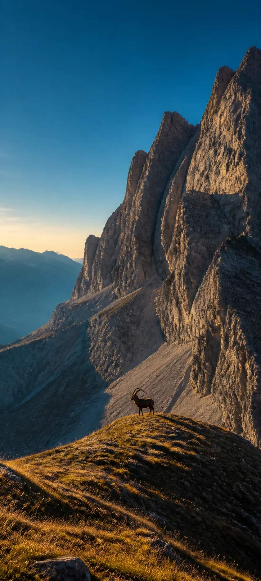 Ibex On The Ridge