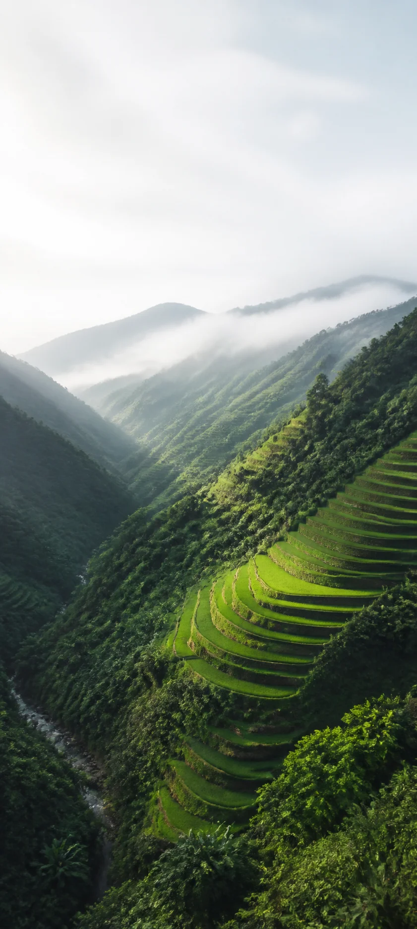 Mountain Rice Terraces