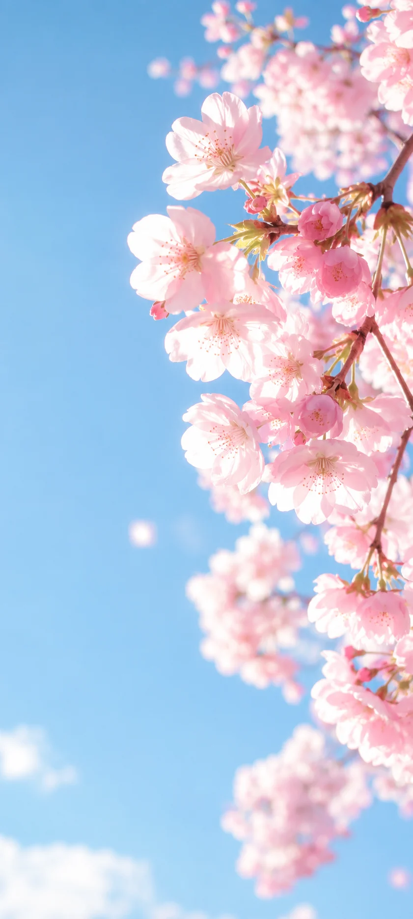 Cherry Blossoms Close up