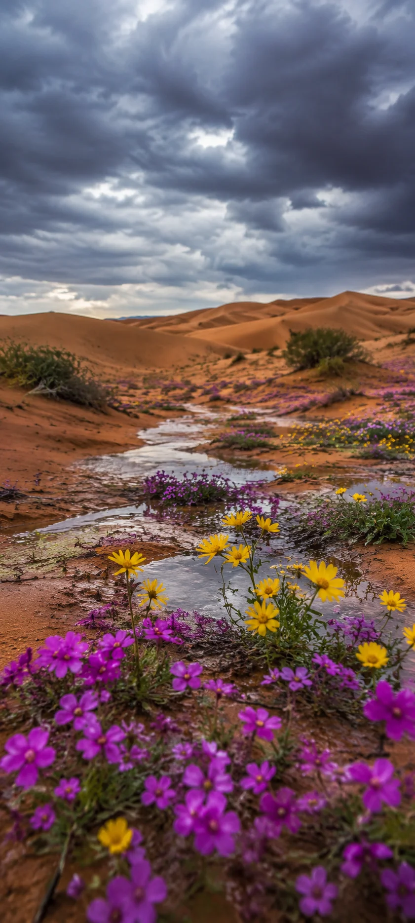 Desert Wildflower Oasis