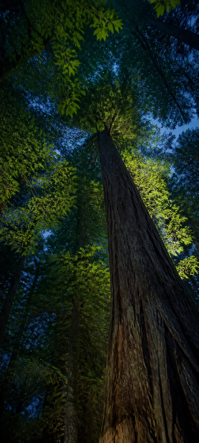 Blue Hour Forest Canopy