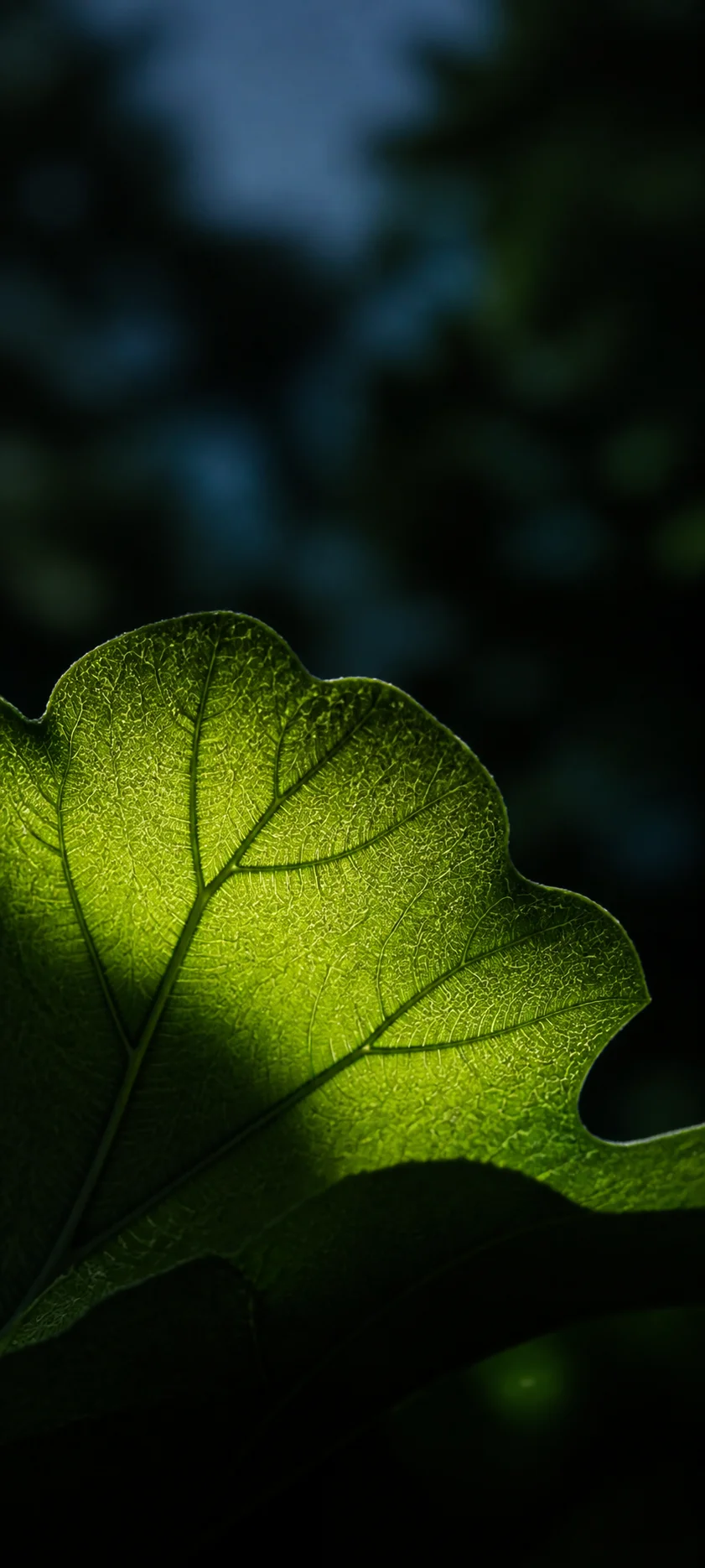 Blue Hour Macro Leaf Veins