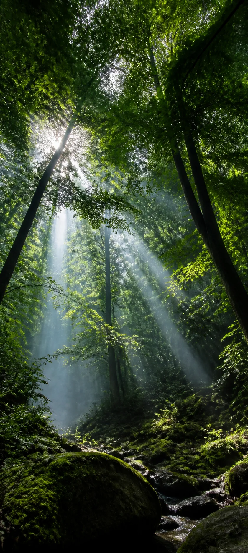 Cinematic Dawn Forest Canopy