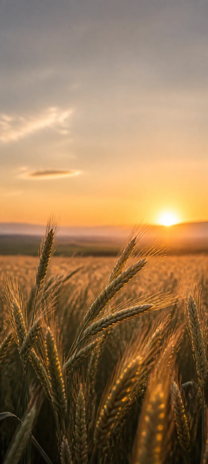 Cinematic Dawn Golden Wheat