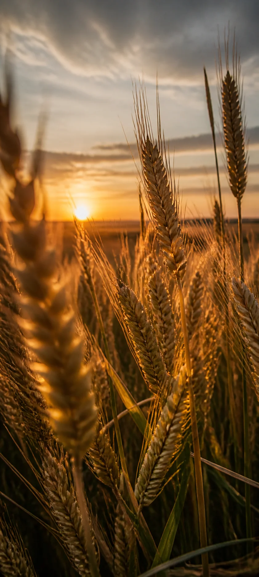 Editorial Detail Golden Wheat