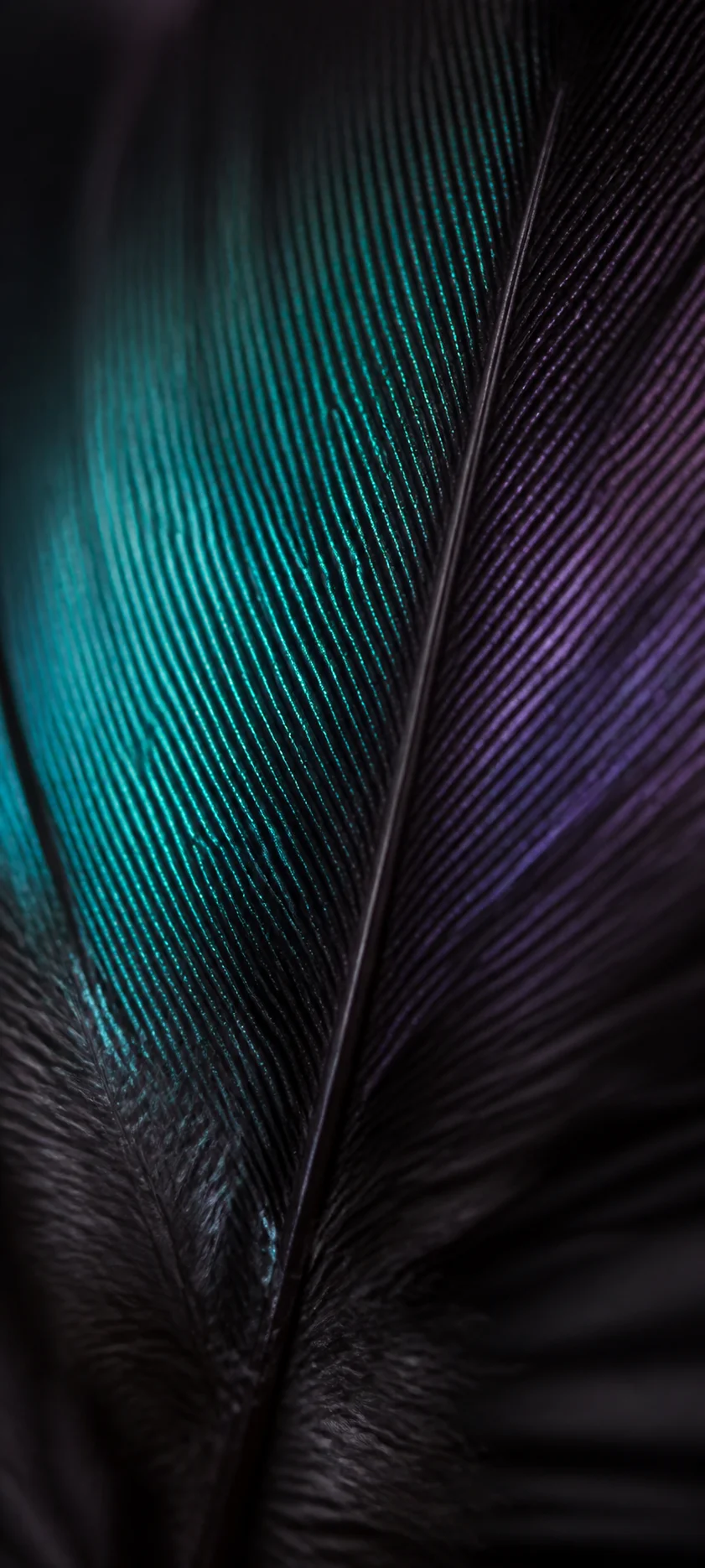 Editorial Detail Macro Feather