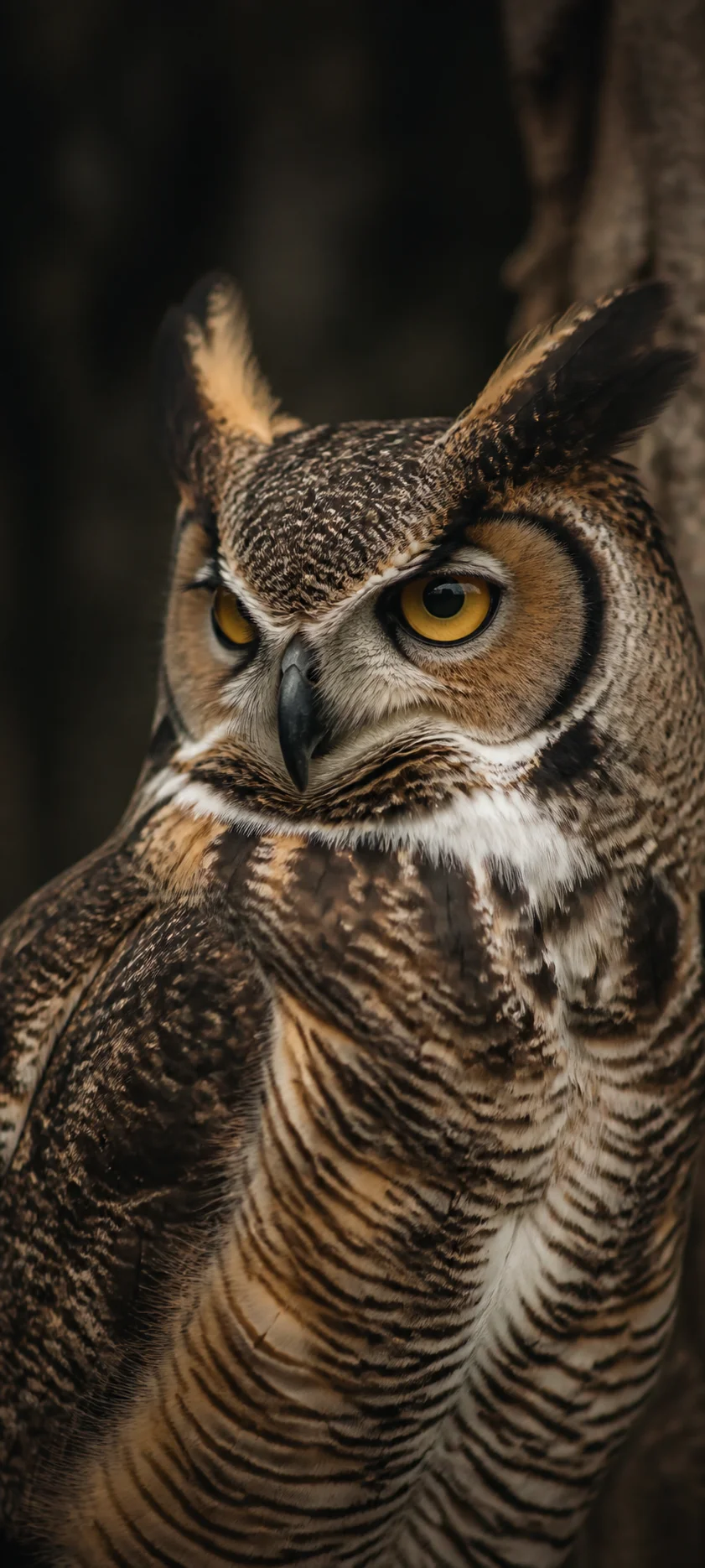 Editorial Detail Owl Closeup