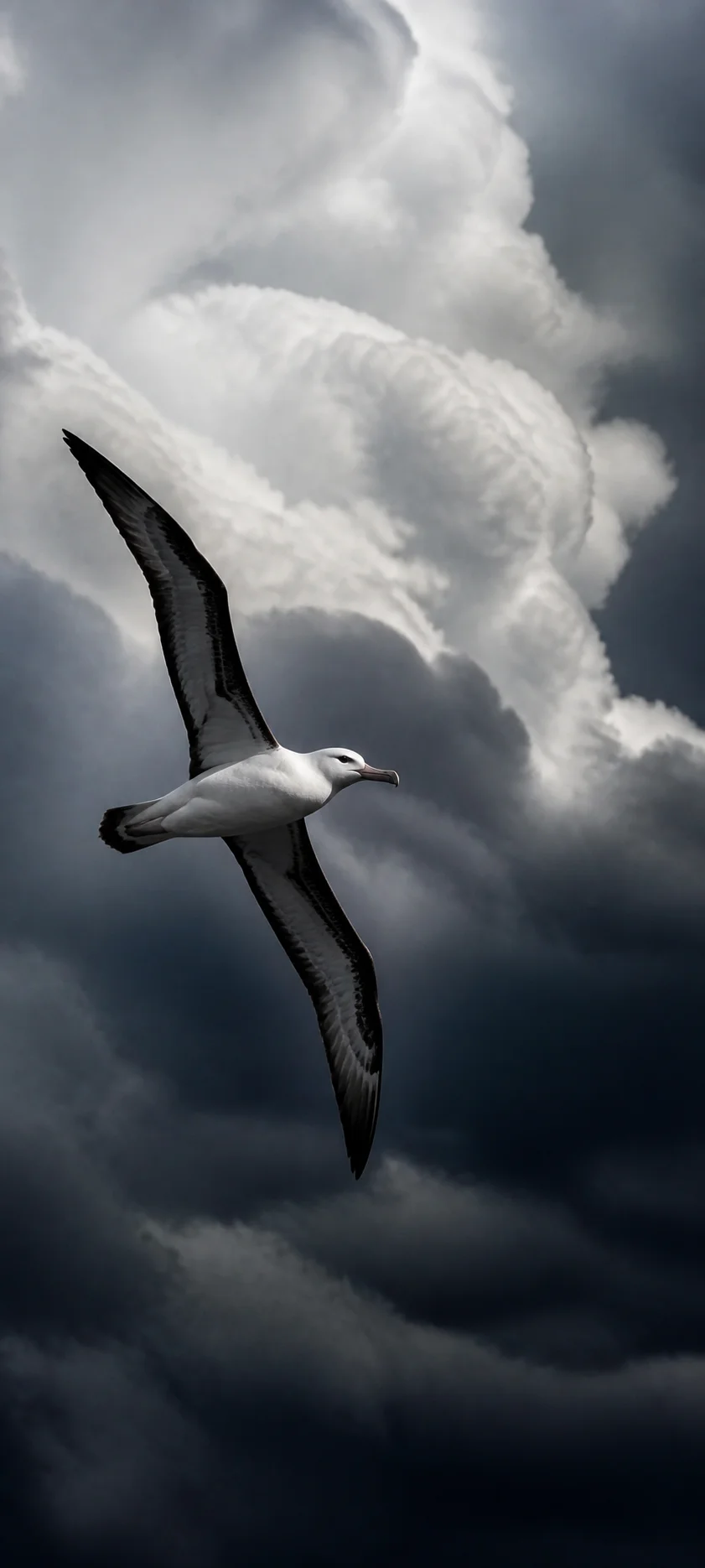 Editorial Detail Storm Bird