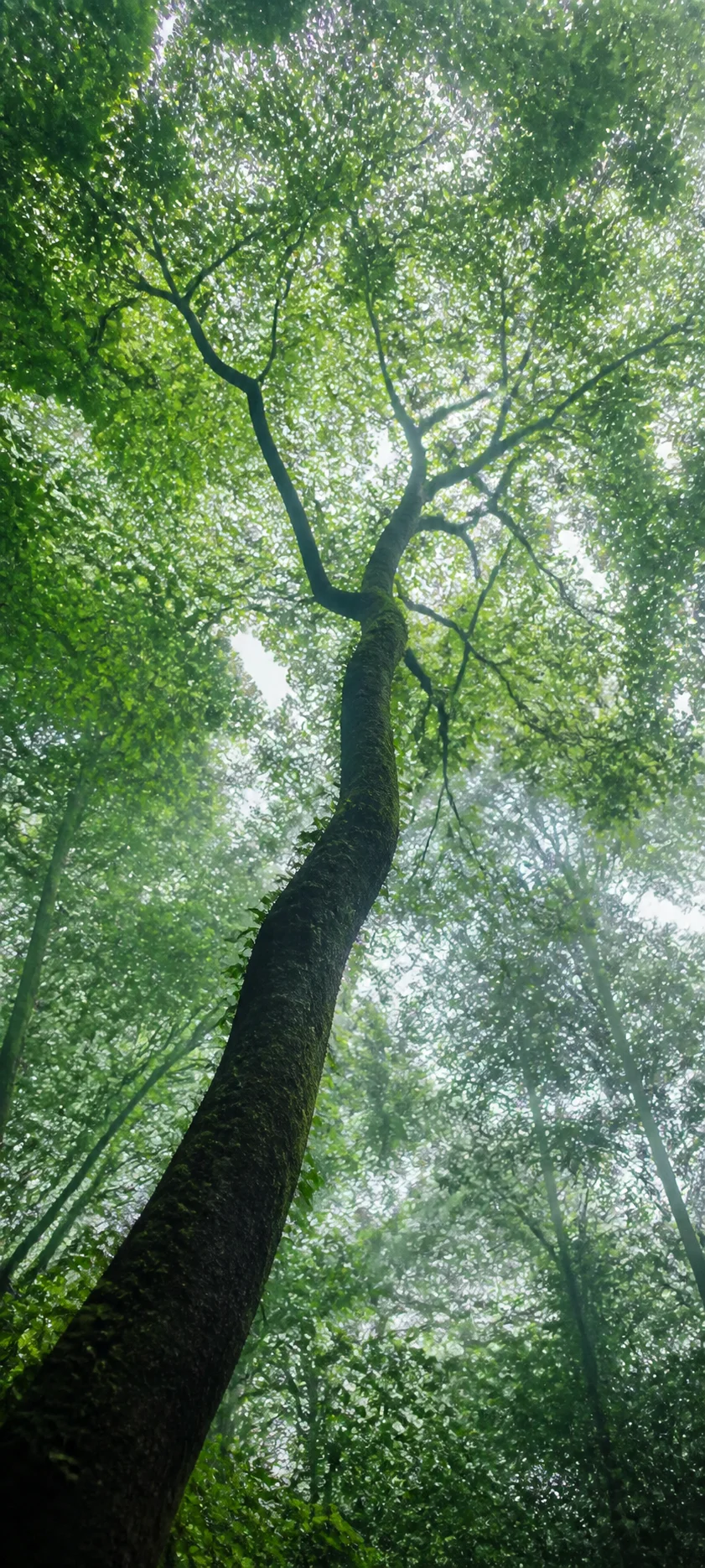 Minimal Luxe Forest Canopy