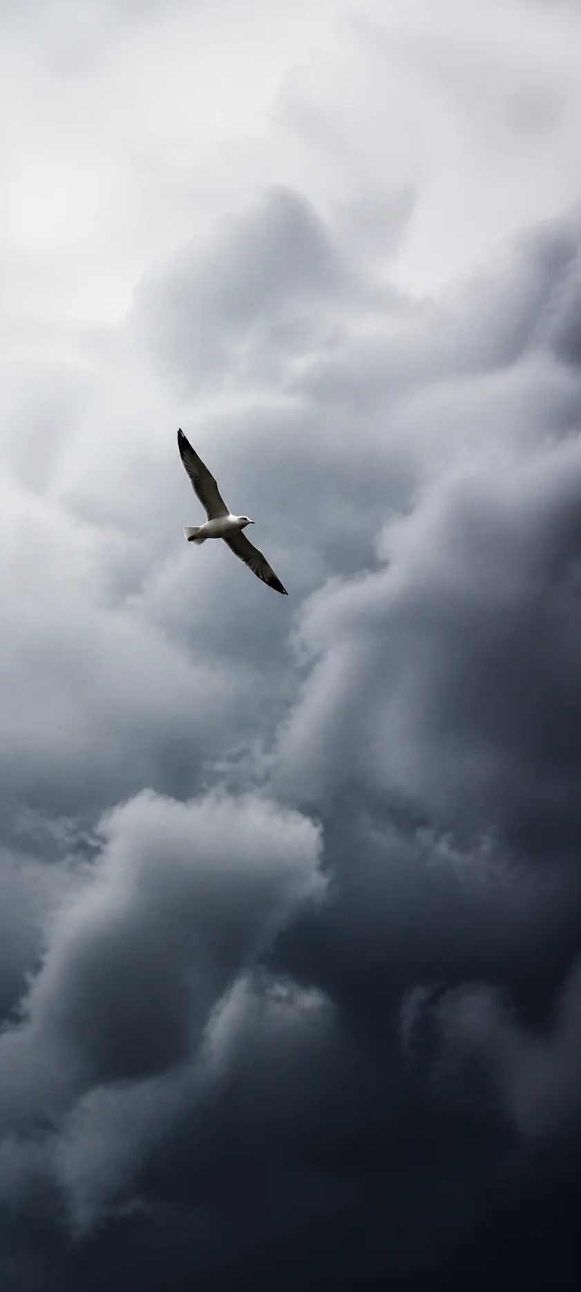 Minimal Luxe Storm Bird