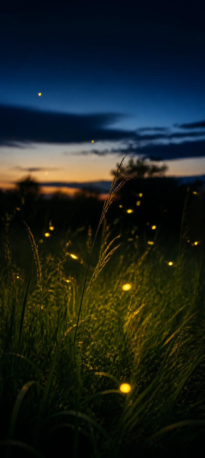 Blue Hour Firefly Evening