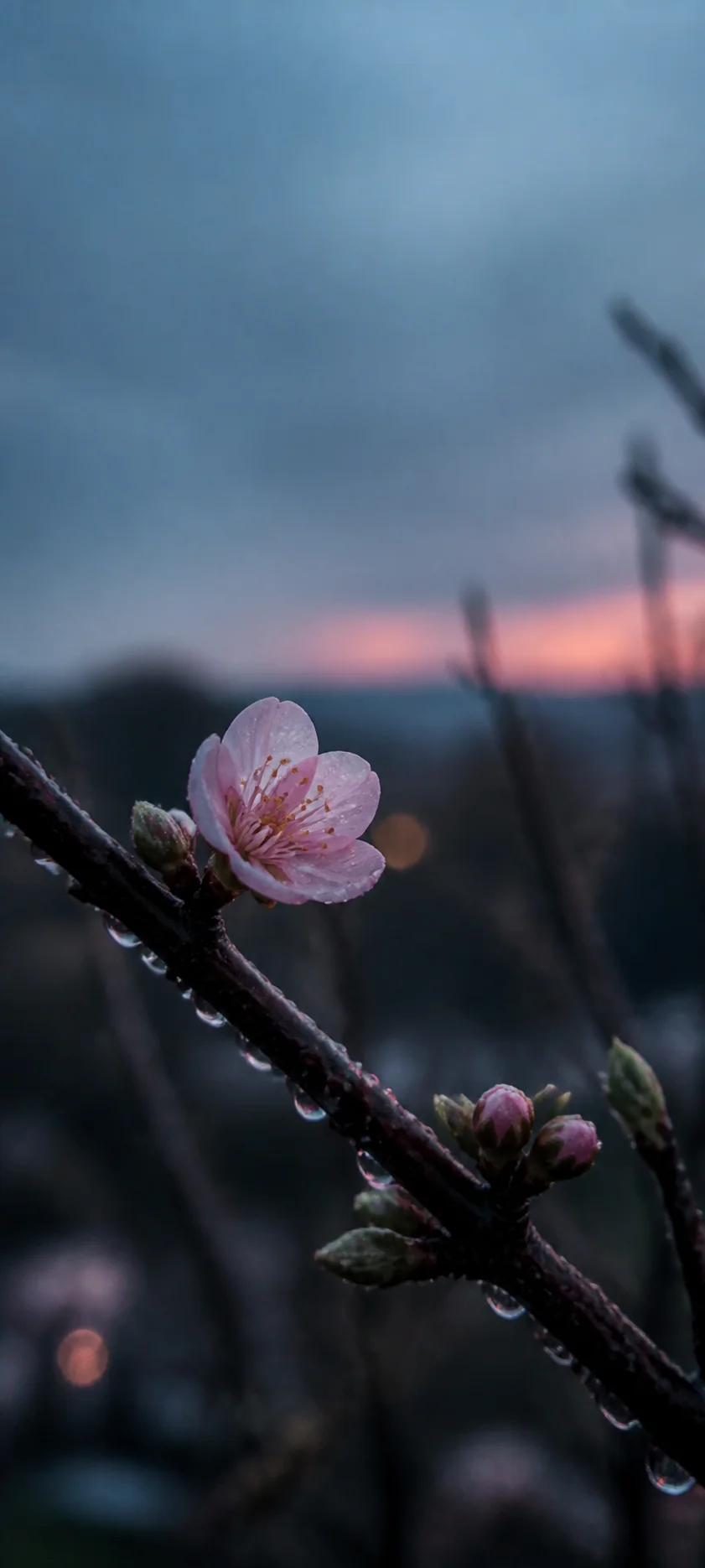 Blue Hour First Spring Blossom
