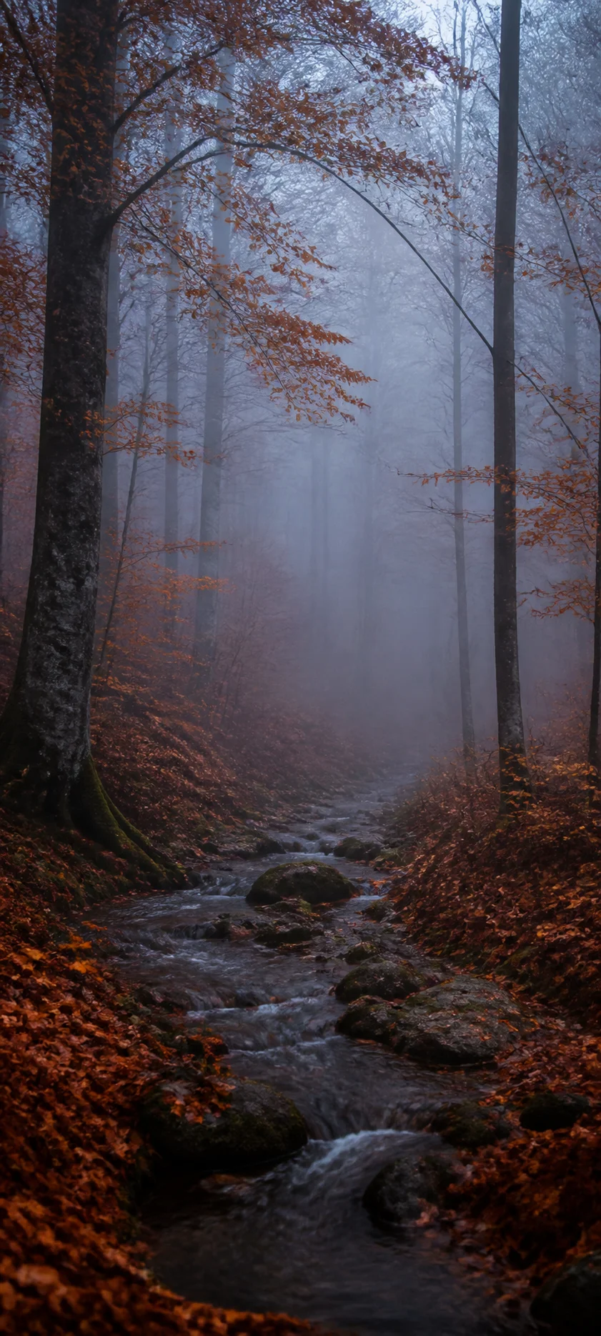 Blue Hour Foggy October