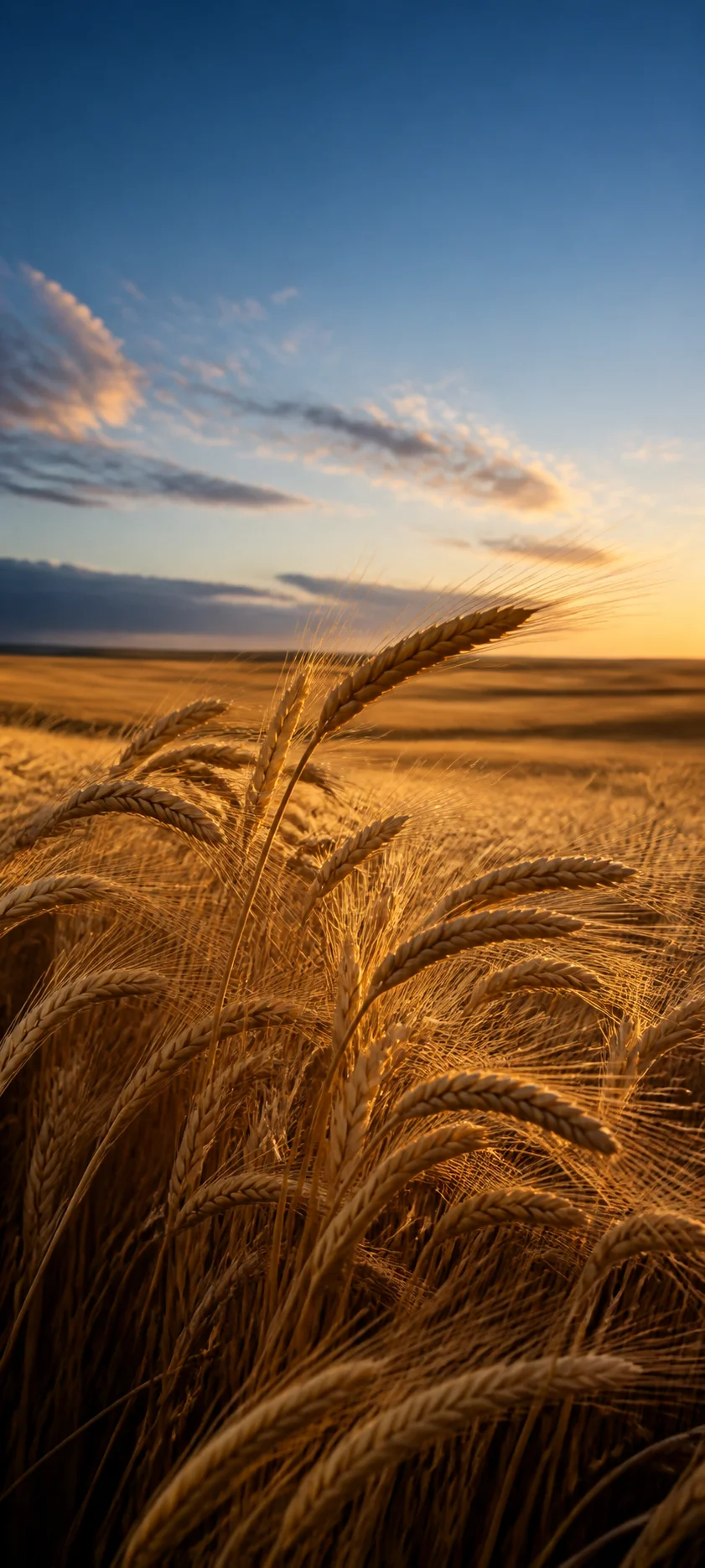 Blue Hour Late Summer Wheat
