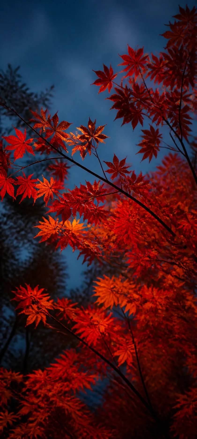 Blue Hour Maple Canopy