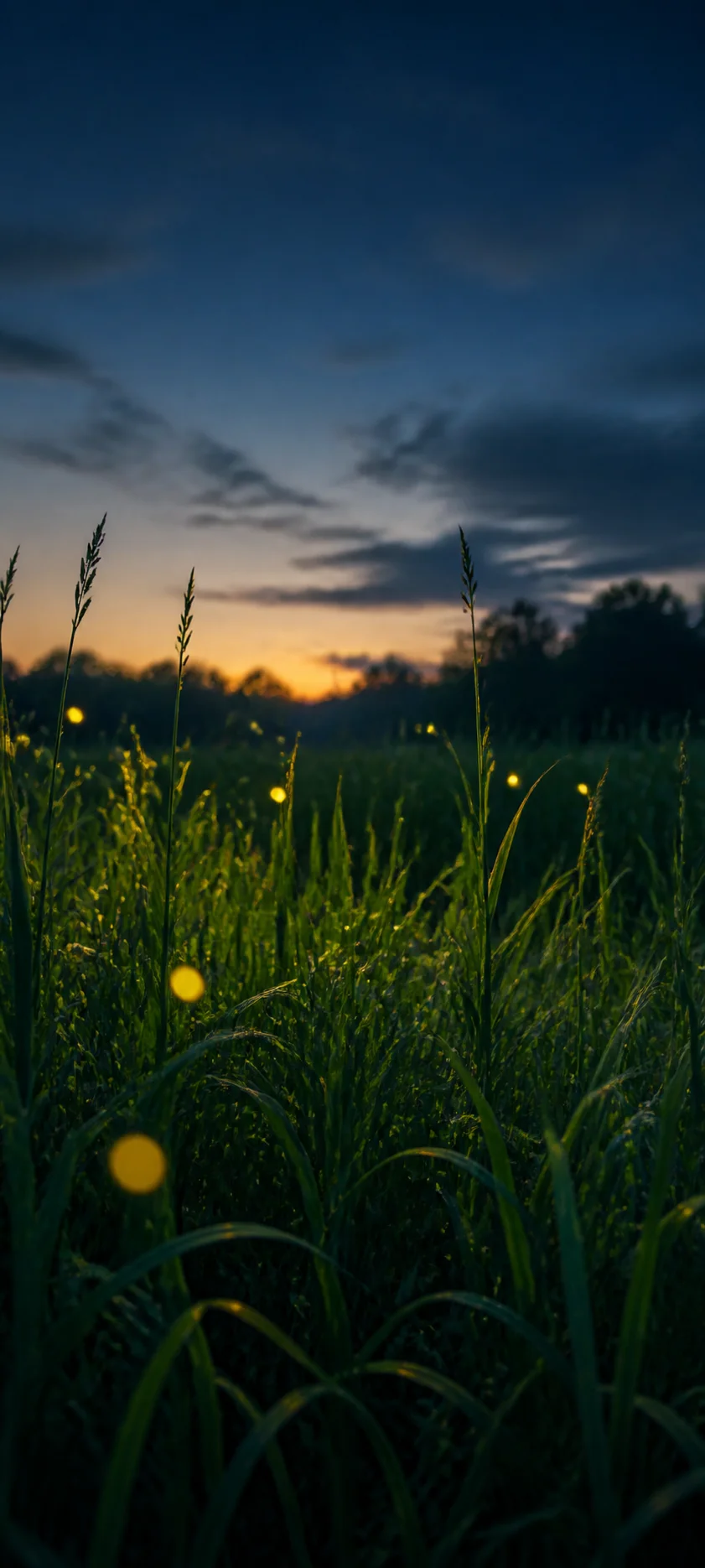 Cinematic Dawn Firefly Evening
