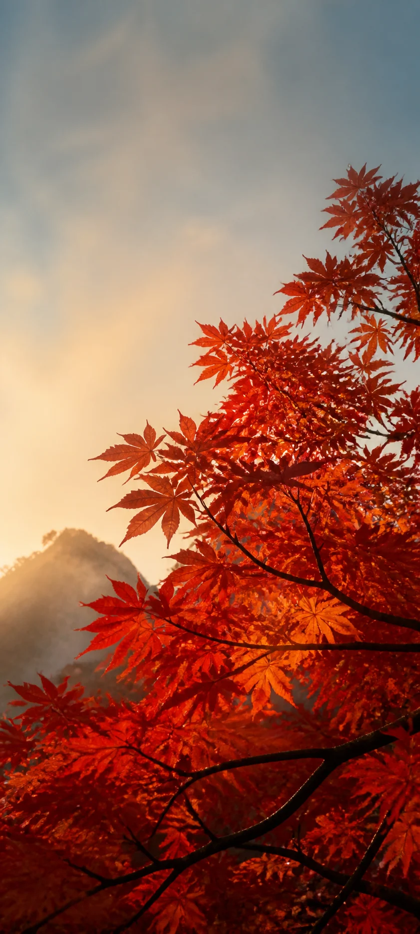 Cinematic Dawn Maple Canopy