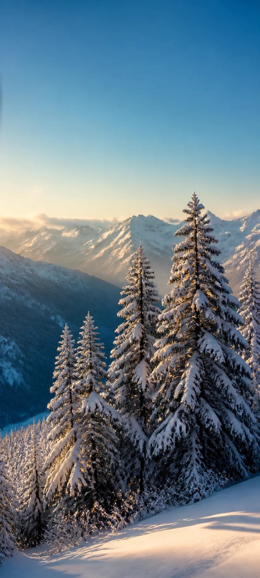 Cinematic Dawn Winter Pines