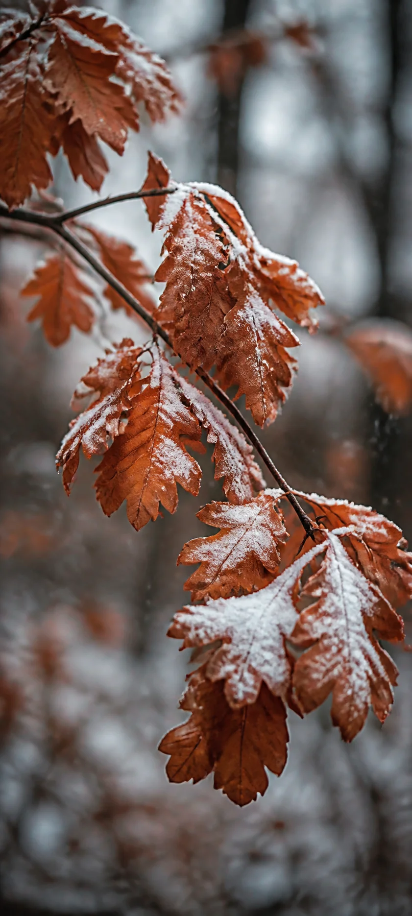 Editorial Detail First Snow
